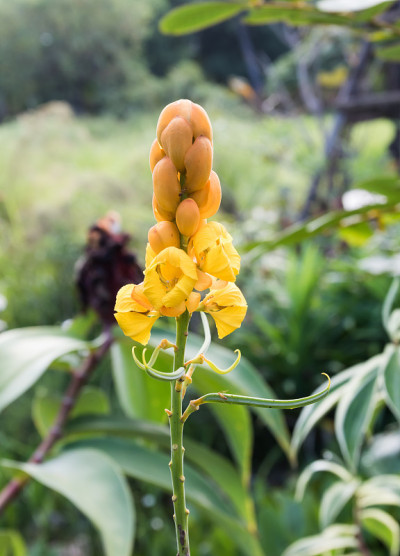 圣诞蜡烛，毛癣花