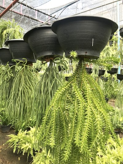 种植缨蕨用于家居和花园装饰