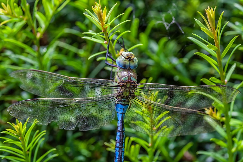 蓝帝蜻蜓(Anax Imperator)喂养