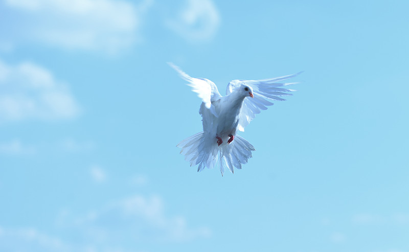 鸽子