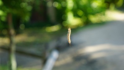 舞毒蛾的幼虫