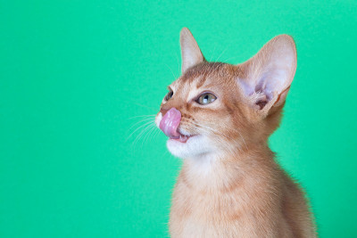 一只小小的阿比西尼亚酸模猫，绿色背景上的小猫。
