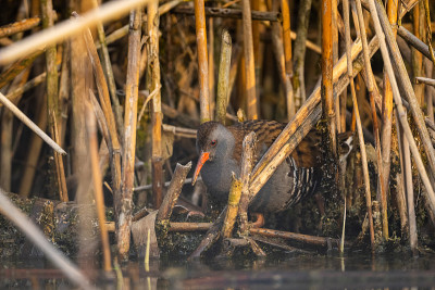 水轨(Rallus aquaticus)