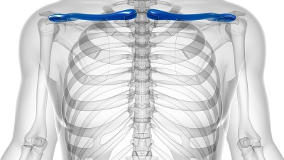 人类骨骼解剖锁骨3D渲染