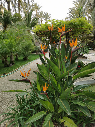 公园中的天堂鸟花(Strelitzia reginae)