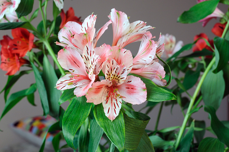 alstroemeria