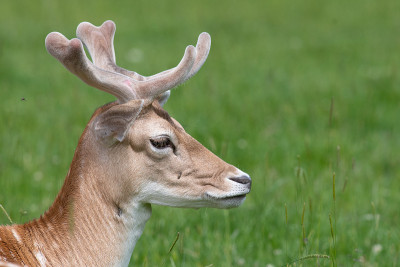 鹿Fallow dama