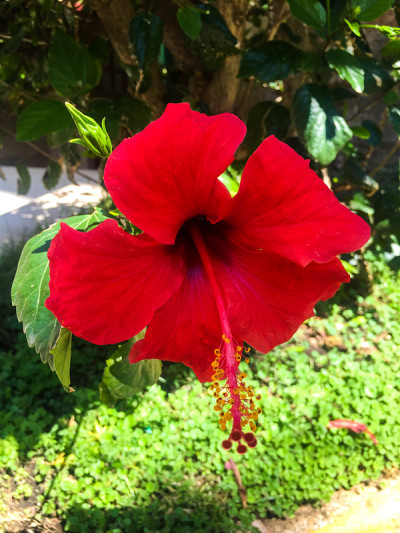 红色的芙蓉花