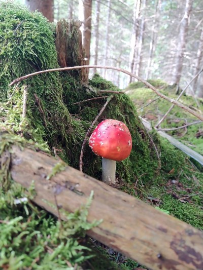 神秘森林里的小毒菌