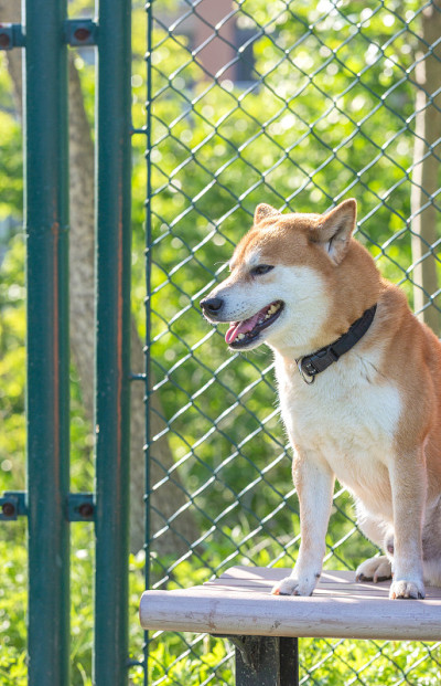 户外黄柴犬，柴犬品种标准