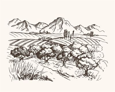 矢量复古插图与田野，山脉和橄榄树