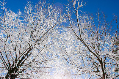 一群上面覆盖着雪的棕榈树