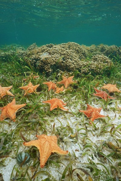 海星把海星垫在水下