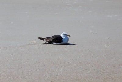 坐着的海鸥