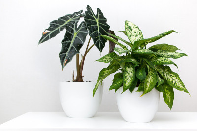 白色的桌子上放着热带植物洋芋和dieffenbachia。家庭花卉栽培的概念。