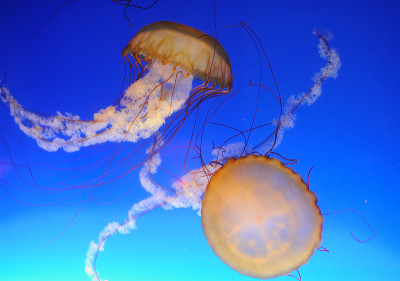 水母