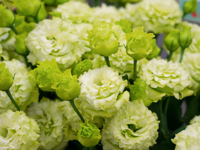 Eustoma