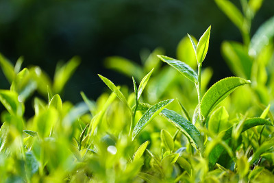 越南宝禄的茶叶。