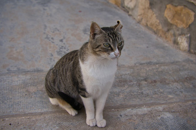 流浪猫在街上看着摄像机，是猫