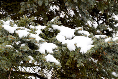树枝是云杉，覆盖着雪。针叶林的冬天。