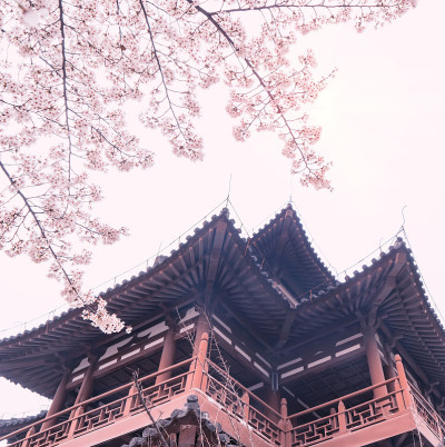 中国西安青龙寺，樱花与传统中式屋顶。