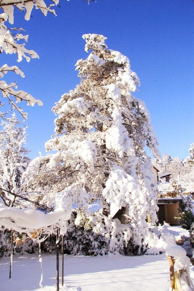 村子里的雪