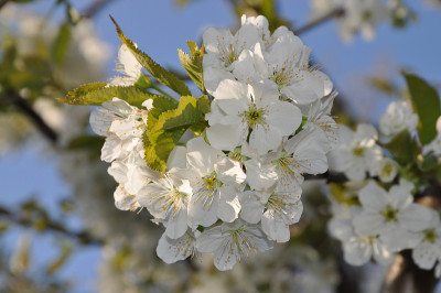 苹果花