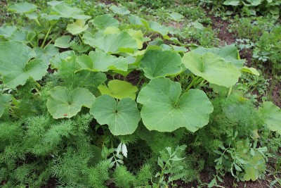 永续栽培园艺原理，有机园林。旱金莲，洋葱，莳萝，胡萝卜，欧芹，菠菜，南瓜。蔬菜与植物、花卉之间的辛能