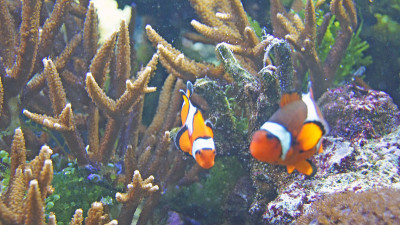 aqualife