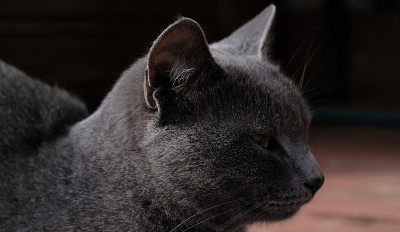 灰色猫黄眼睛的特写肖像。那只猫在打盹，眼睛半睁着。灰色的猫嘴，黄眼睛，长长的黑胡子，灰色的鼻子。有选