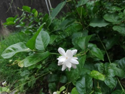 茉莉花，茉莉花，阿拉伯茉莉花，茉莉花