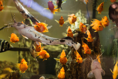 鱼在水族馆。