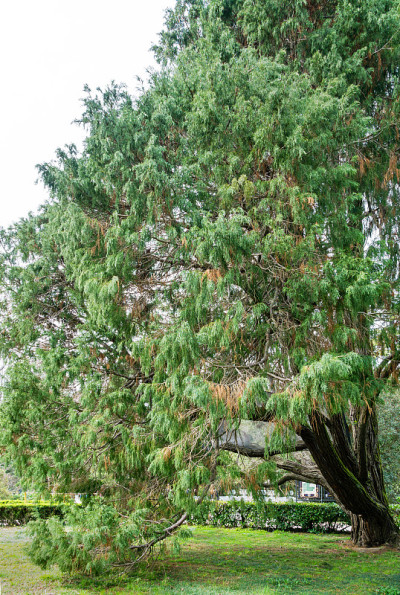 大而老的劳森松(Chamaecyparis Lawsoniana Filifera)树，被称为奥尔福