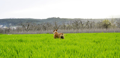 美国斯塔福德梗犬站在麦田上