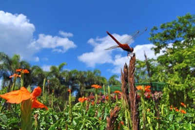 蜻蜓花岛