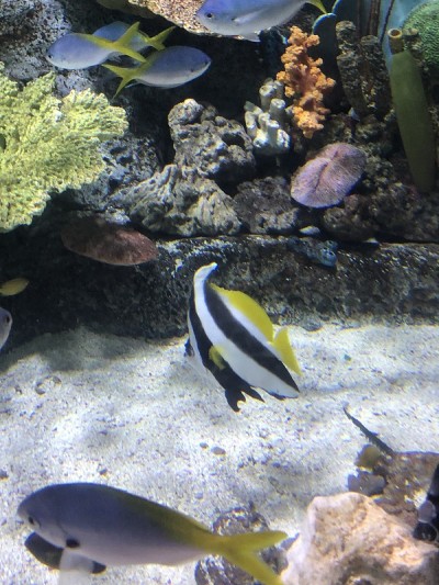 蝴蝶鱼