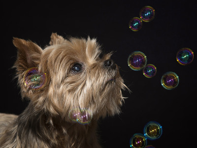 约克郡犬的肖像