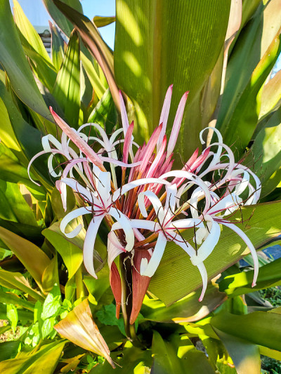 毒植物花