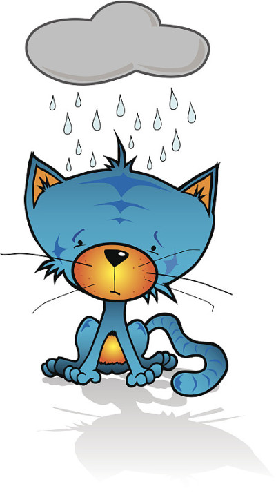 雨中悲伤的蓝猫