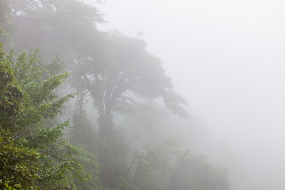 森林在雾蒙蒙的火山口湖