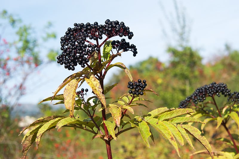 Sambucus ebulus