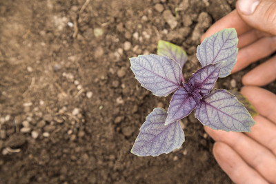 花匠的手检查紫色的罗勒在地上的温室。