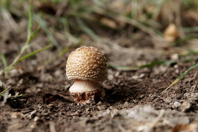 Amanita pantherina, Amanite panada