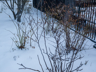 地上的雪