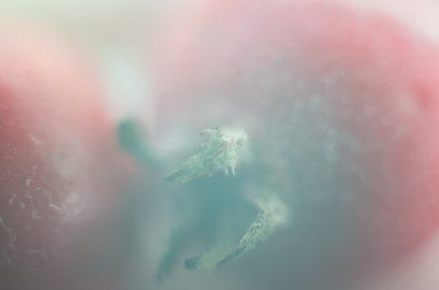 山楂果特写模糊的背景