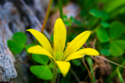 金雏菊花(芡实)细节取自大自然。
