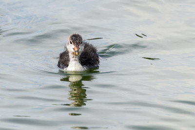 欧亚白骨鸡(Fulica atra)游泳