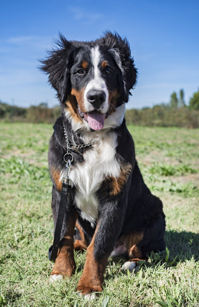 伯尔尼兹山犬