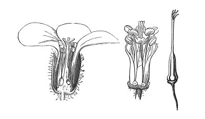 古董插图-花-野生天竺葵开花-雄蕊和雌蕊