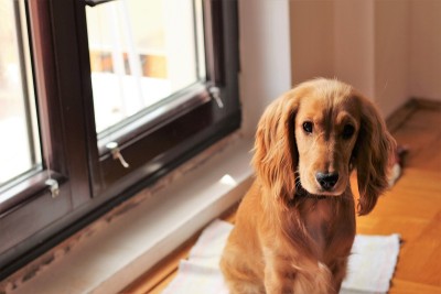 可爱的小可卡犬。